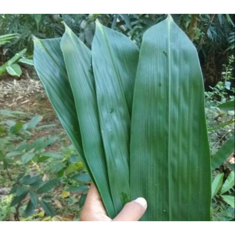 

COD Daun Bambu Segar