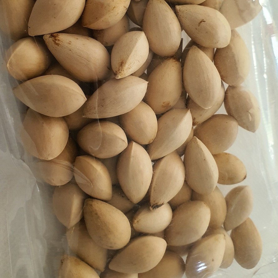 

Gingko Nut / Buah pekko / Buah Pek ko1000 gram berkualitas