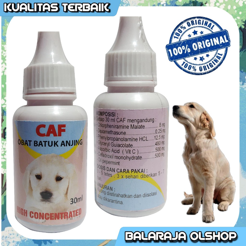 OBAT BATUK ANJING PUPPY PILEK FLU SESAK NAFAS - CAF DOG