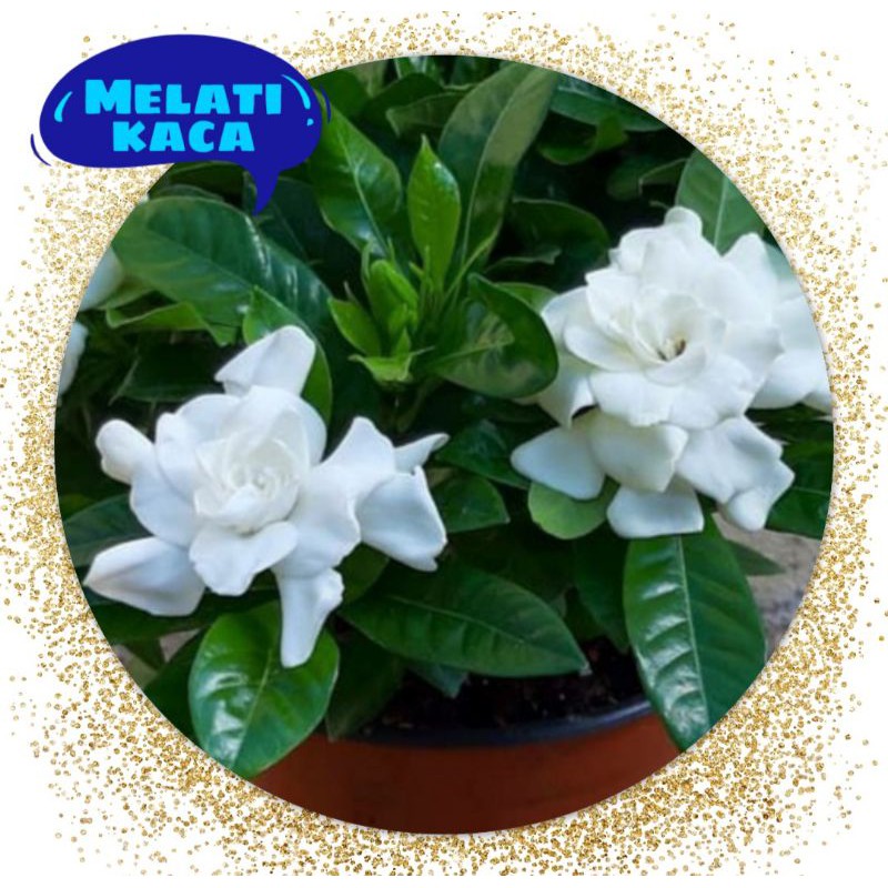 TANAMAN HIAS GARDENIA JASMINOIDES/ bibit tanaman