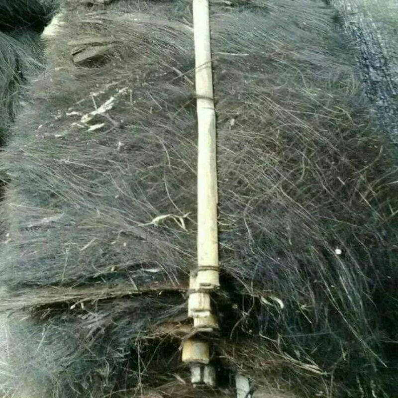 Kakap injuk tempat ikan bertelur