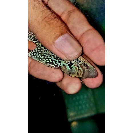 cencu thunderbolt series