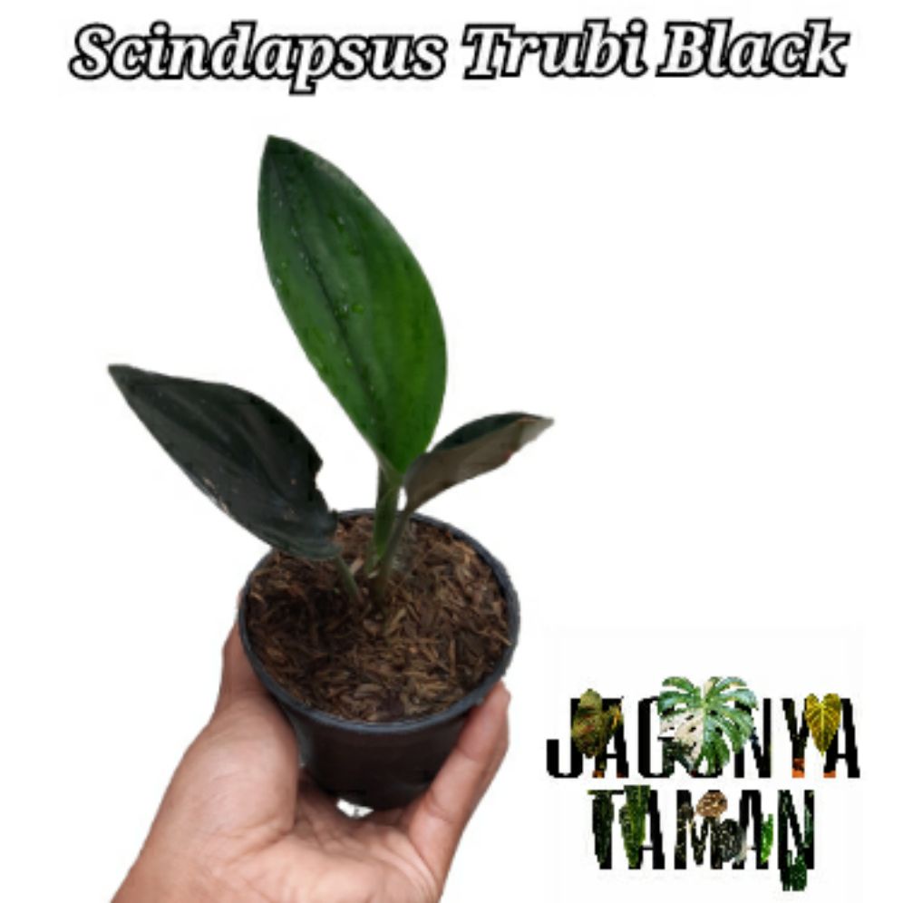 Tanaman Hias Scindapsus Trubi Black / Scindapsus Thrubi Dark From / Pohon Scindapsus