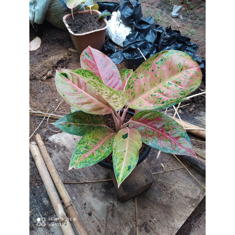 Aglonema Bigroy Mutasi