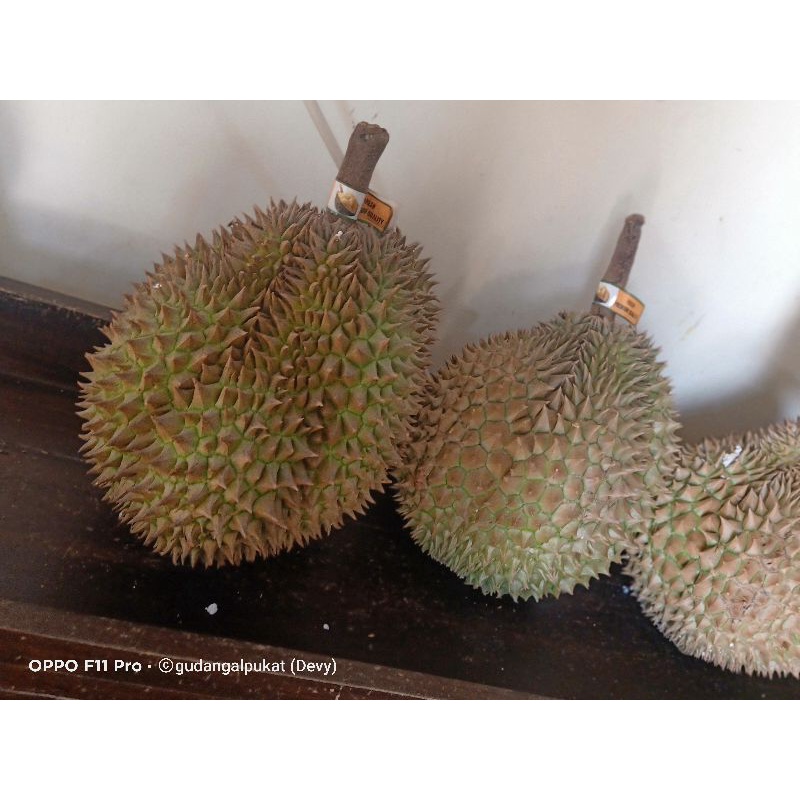 

monthong palu parigi 2-3kg