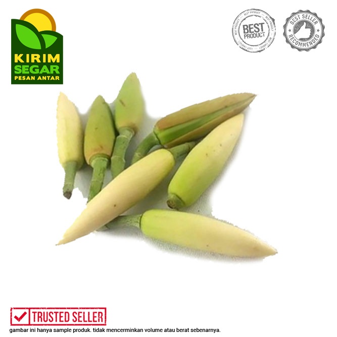 Bunga Kantil Putih / Kembang Kantil / Kantil Segar / Harum / 1pcs