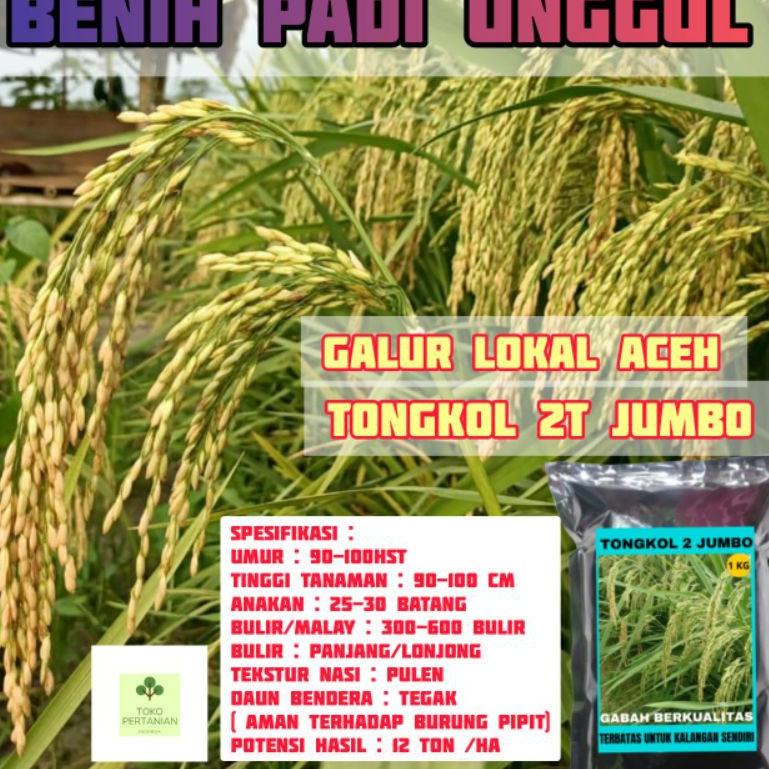 ⇒ COD tongkol2 jumbo benih padi Galur lokal Aceh berkualitas. ㅈ