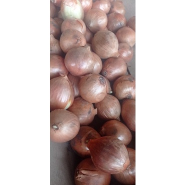 

BAWANG BOMBAI SEGAR 1KG