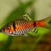 Hiasan Aquarium/Odessa Barb Fish Aquascape Berkualitas