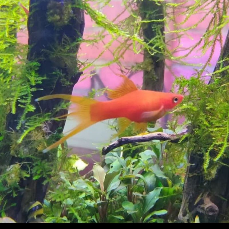 

Ikan Hias Platy Plati Simpson SwordTail