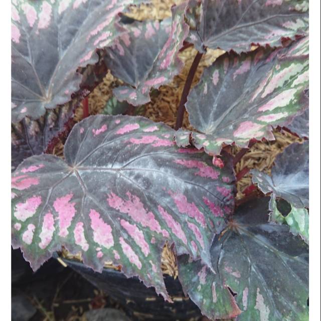 Tanaman hias begonia black rex