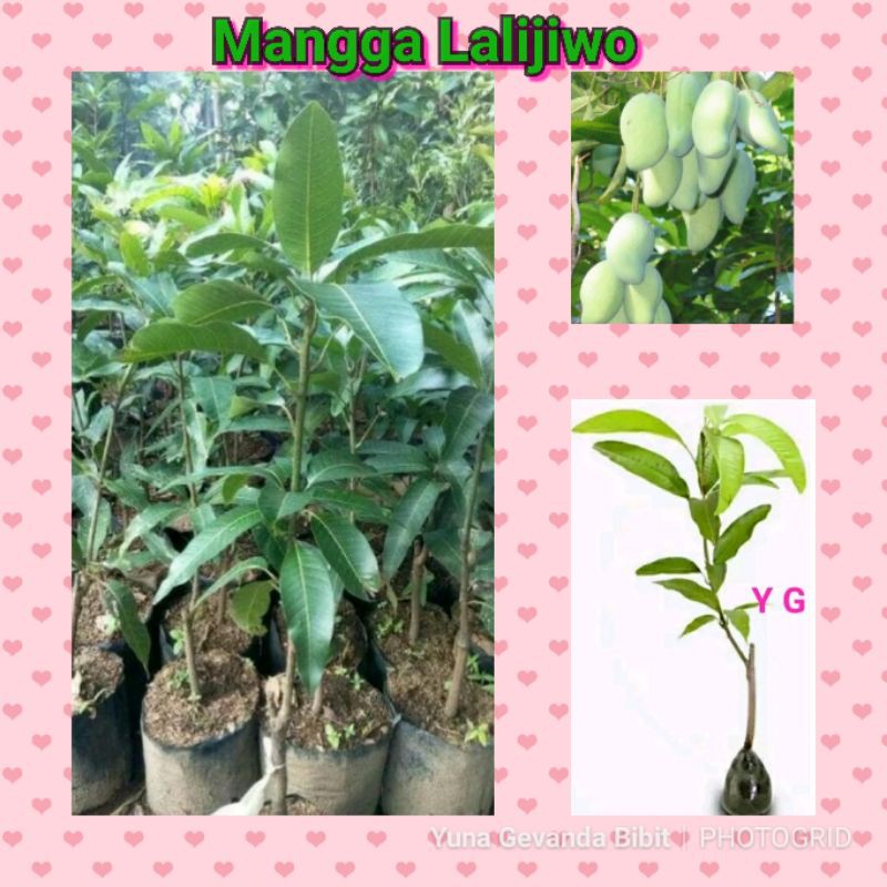 Bibit Tanaman Buah Mangga Lalijiwo