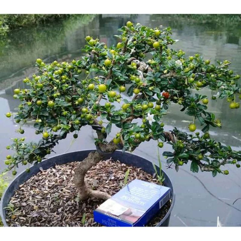 Jual Bahan Bonsai Hokiantea Mikro Arsia Mikro Shopee Indonesia