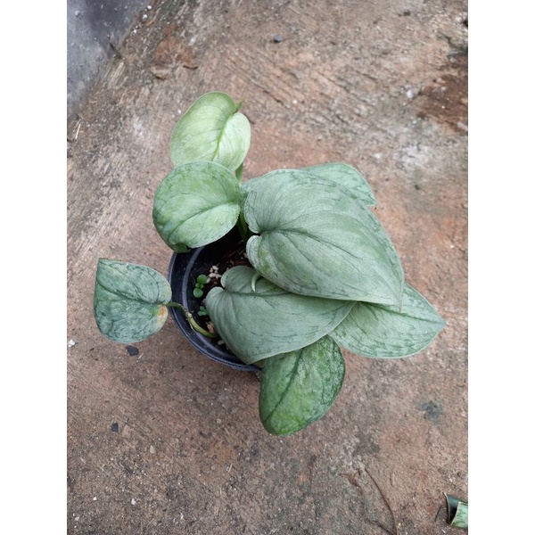 Scindapsus Silver Splash