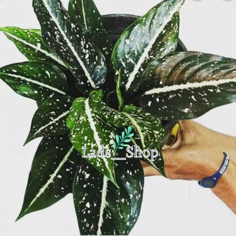 Tanaman Hias Aglonema Srikit-Aglonema Srikit
