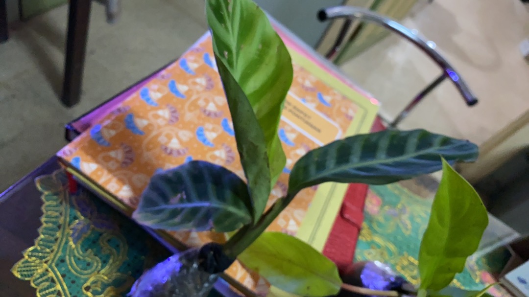 Tanaman Hias Hidup Calathea Zebrina Bunga Chalathea Zebra Murah Indoor Outdoor