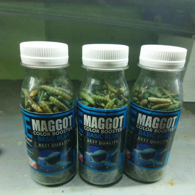 Maggot Blue Color Booster Chana Channa Predator Aqarium