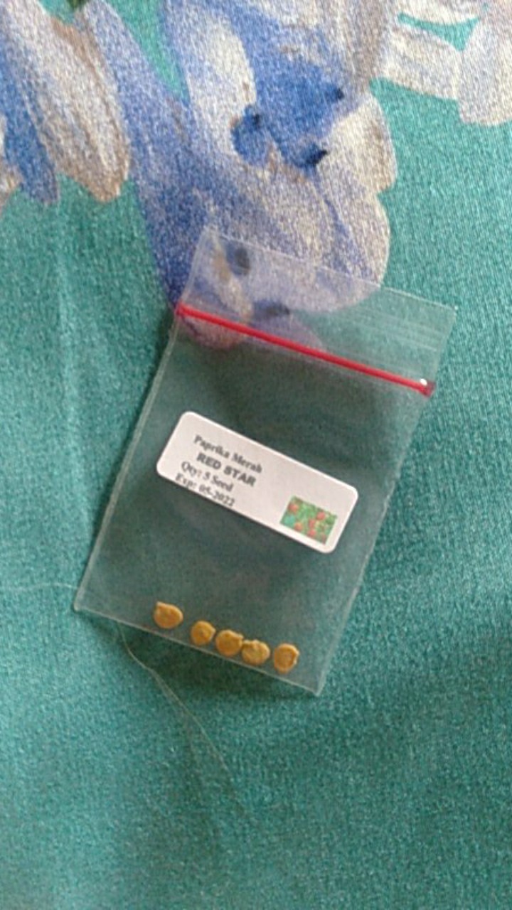 5 Biji - Benih Paprika Merah Red Star F1, Bibit Paprika F1 Cocok Disemua Dataran