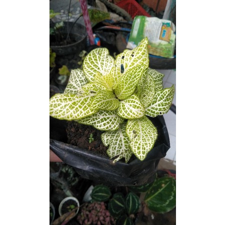 Fittonia White Lemon