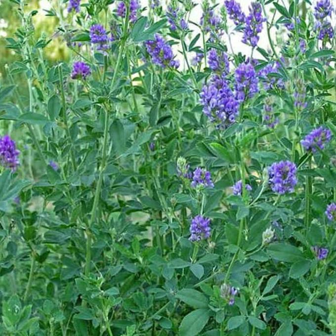 BIBIT TANAMAN ALFALFA 10 gram Anyar*