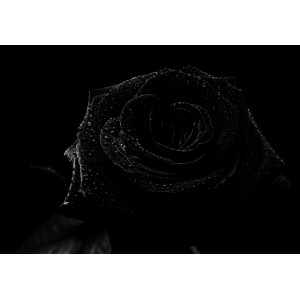 benih mawar hitam, biji black rose