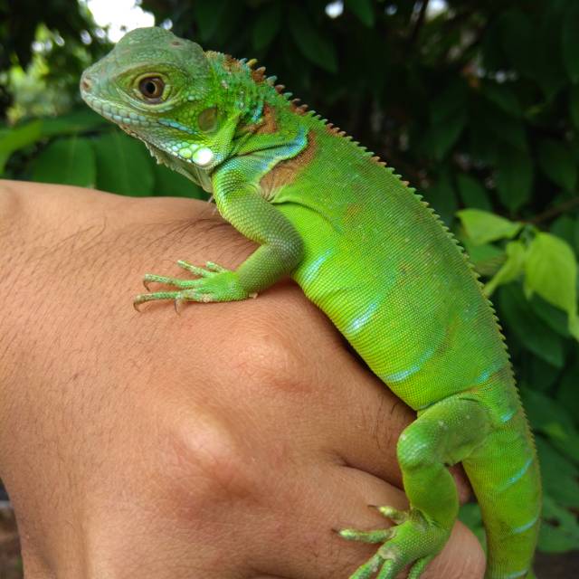 Green Iguana Colomb A1.4