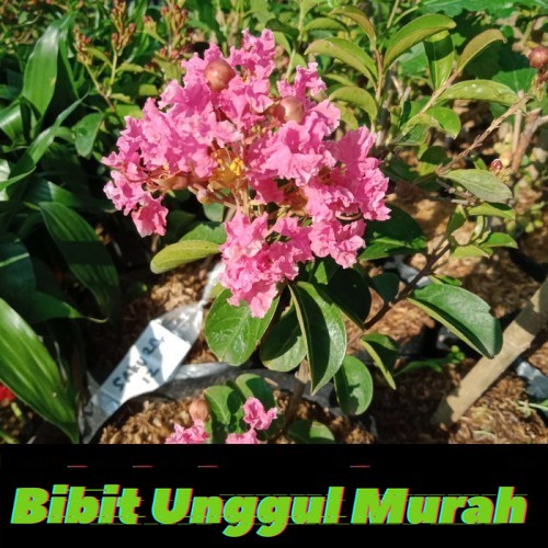 bibit bunga sakura mini