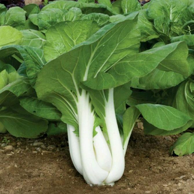 Benih Sayur Pakcoy Putih - Pakcoy Batang Putih ( 500 Grm )