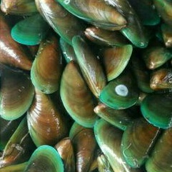 

Kerang Hijau Hidup 1 Kg