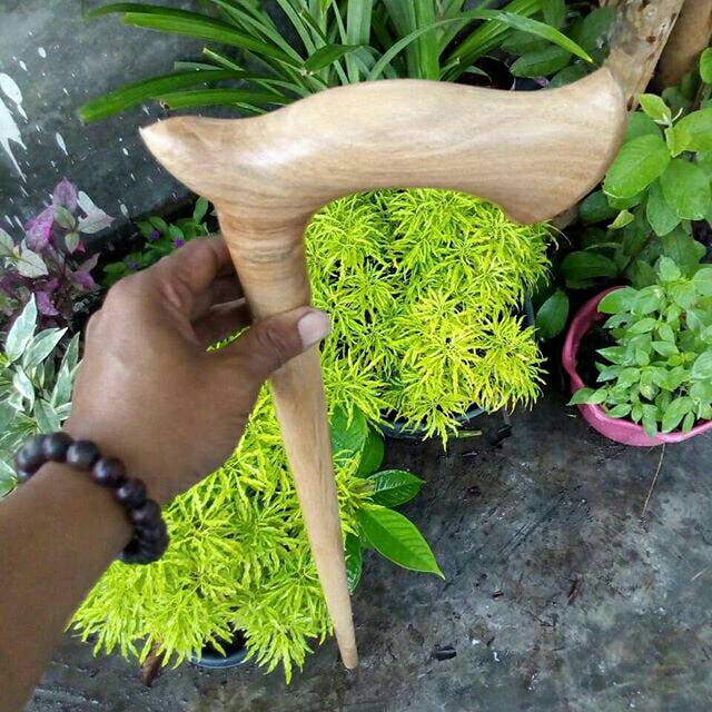 Tongkat jalan kayu cendana lokal