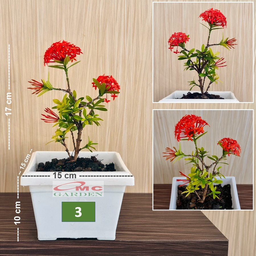 Tanaman Hias Bonsai Bonsae Mame Soka Mini Asoka Jepang Ixora Merah B-SMM-003