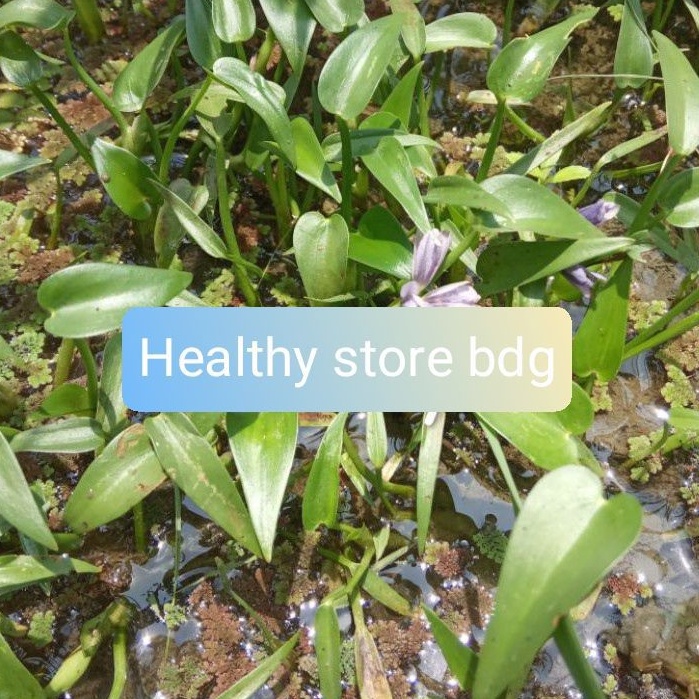 

Daun Eceng Sawah Segar paket 1 Kg