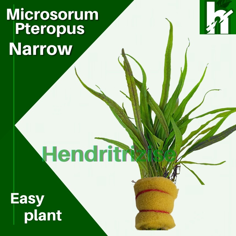 Microsorum Pteropus Narrow -Kadaka Narrow - Tanaman Aquascape