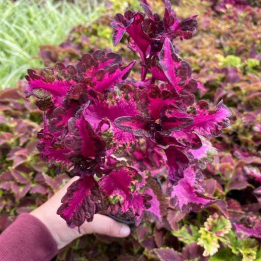 New Tanaman hias miana red sultan ekor naga-Tanaman miana ekor naga red sultan