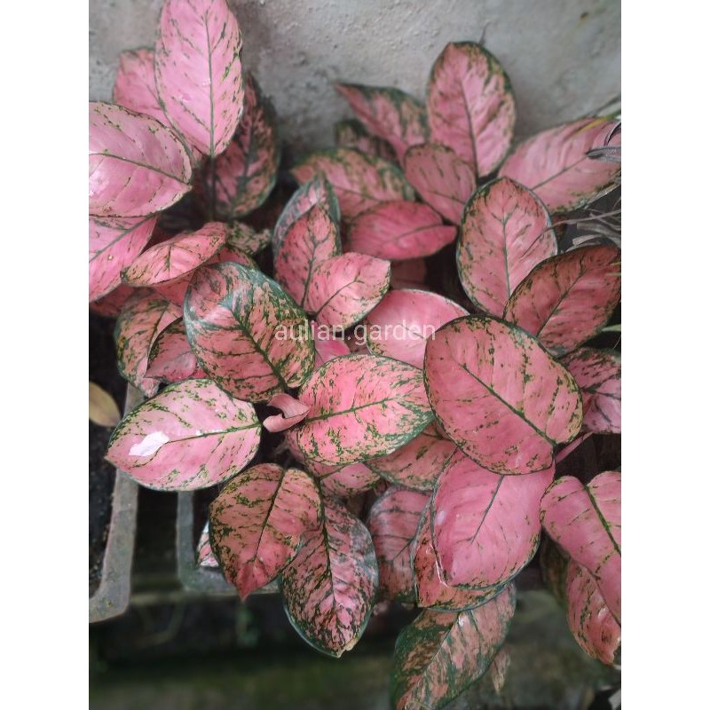 

Bibit Aglonema Lady Valentine