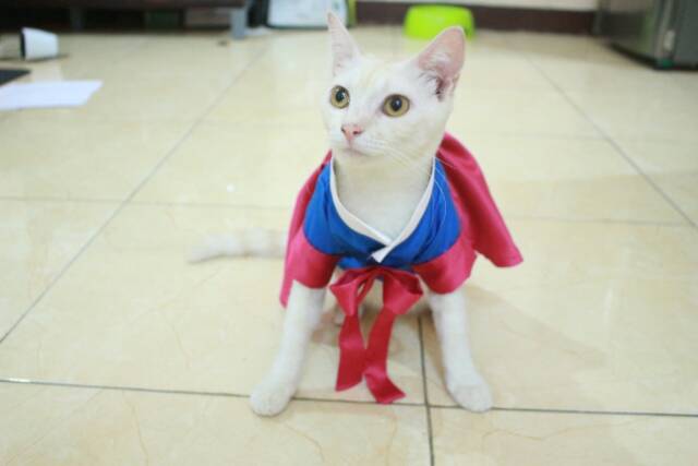 Dress hanbok tradisional untuk kucing &amp; anjing /Jual Baju Kucing Terlengkap &amp; Berkualitas size S-XL