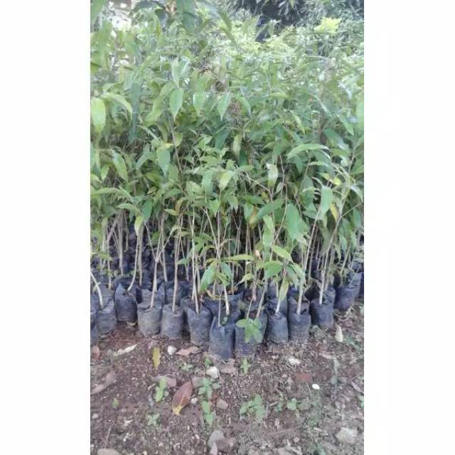 Bibit Gaharu 40-50 cm // Bibit Tanaman Gaharu Berkualitas-1