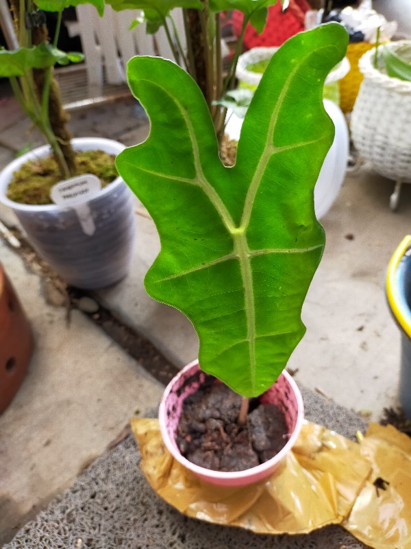 Alokasia Sanderiana Nobilis Rare