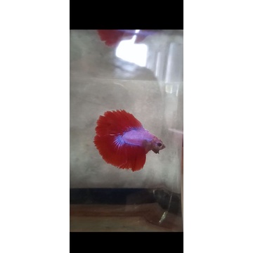 HMDT MASCOT dan Toples