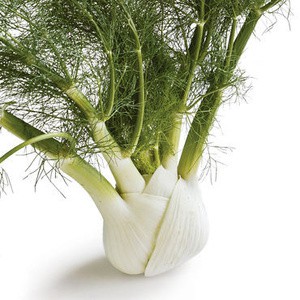 benih adas daun, biji fennel, bibit herbs fennel