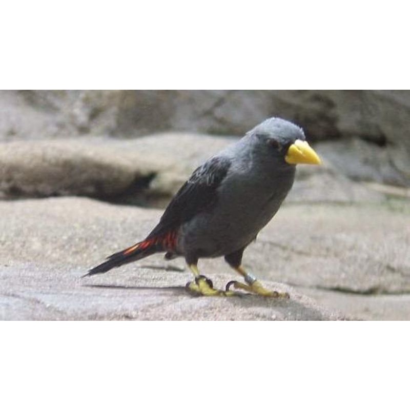 Jalak Rio Rio Voer Total