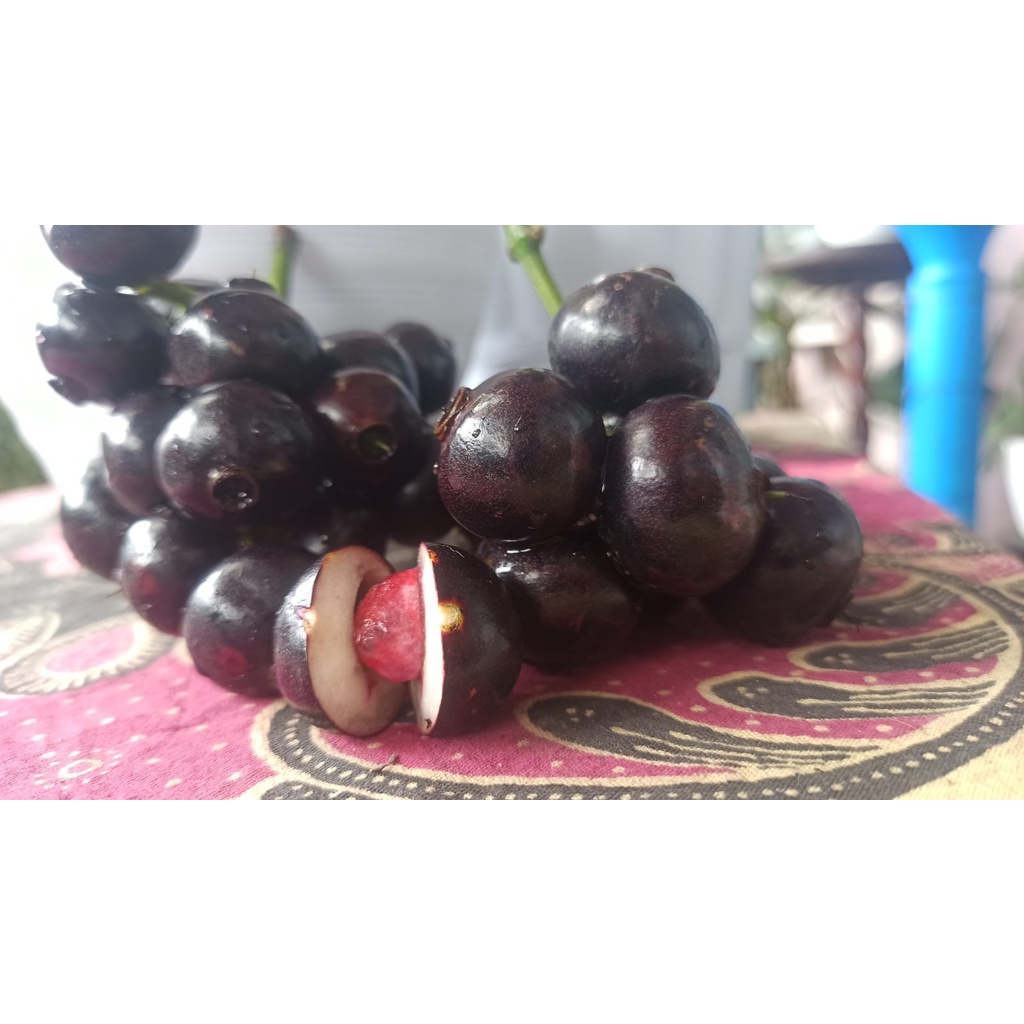 

Buah Kupa Matang Segar / Buah Gowok Matang Fresh