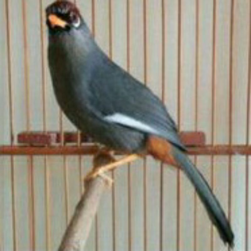 BURUNG POKSAY MANDARIN BAHAN RAWATAN