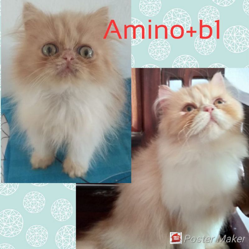 Uky amino vitamin cair gemuk dan bulu nafsu makan daya tahan tubuh kucing 250ml