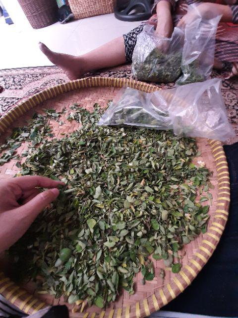  Tanaman  Hias Monstera Tanaman  Hias Indoor Shopee Indonesia
