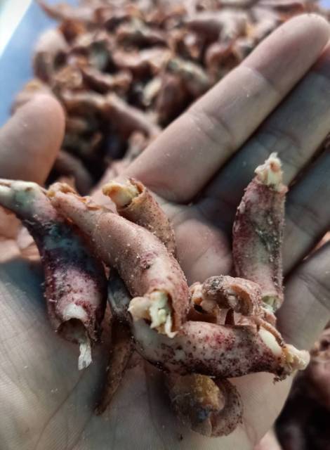

Cumi Asin (±250g) Sotong Asin Kering / Ikan Cumi Asin Telur / Cumi Telur / Ikan Asin Cumi / Sotong Asin Kalimantan
