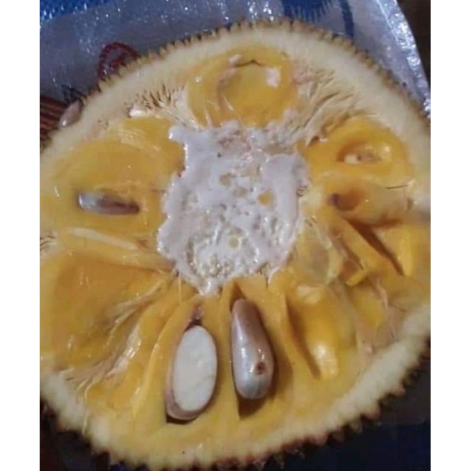 

nangka dulang 1 kg