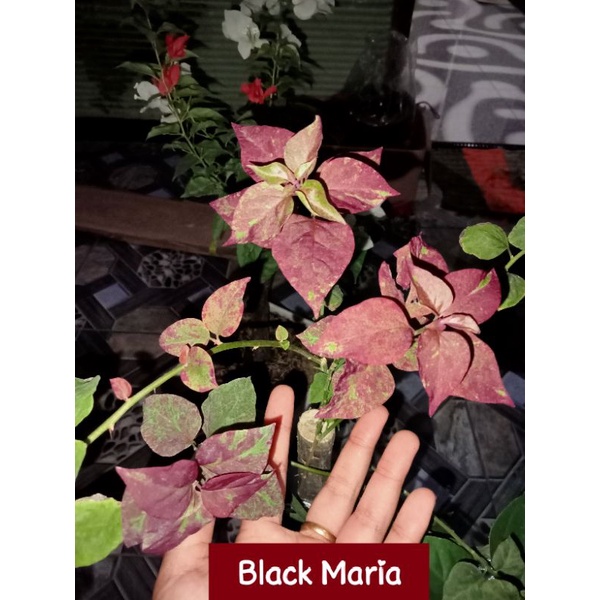 Bibit Bougenville Black Maria