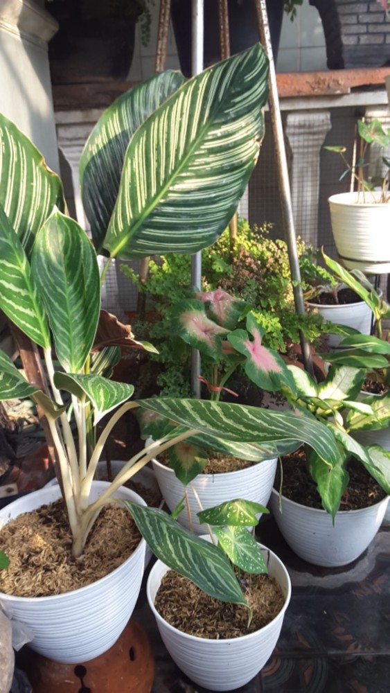 Promo!!!  Pel Lantai Refill