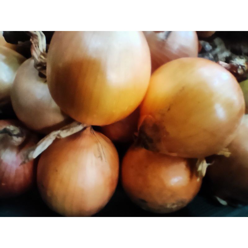 

bawang bombay